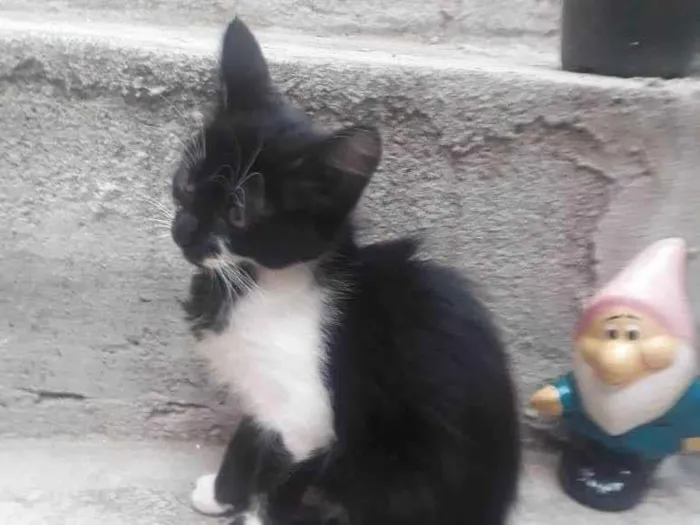 Gato ra a SRD-ViraLata idade 2 a 6 meses nome S/ nome