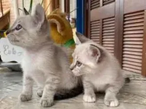 Gato raça Siamês idade Abaixo de 2 meses nome Tiffany & Viny