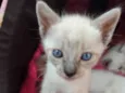 Gato raça Siamês  idade Abaixo de 2 meses nome Sem nome