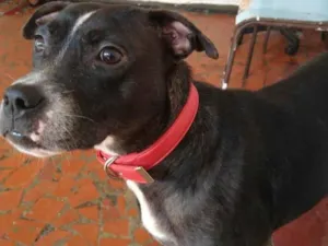 Cachorro raça SRD-ViraLata idade 2 anos nome Pérola 