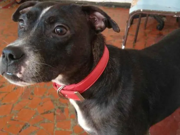 Cachorro ra a SRD-ViraLata idade 2 anos nome Pérola 