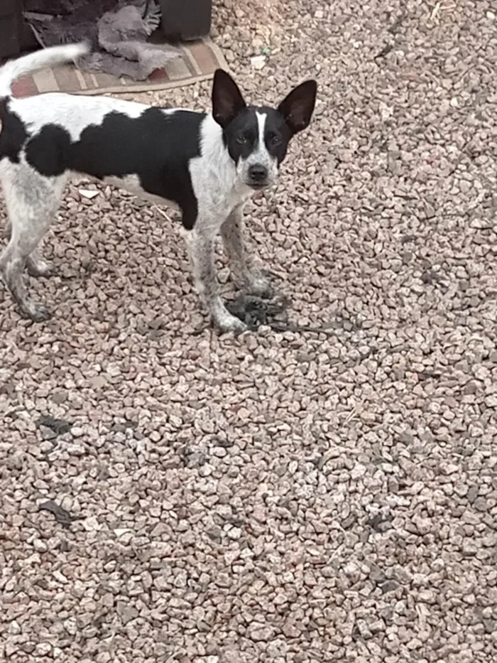 Cachorro ra a Vira lata idade 7 a 11 meses nome Duque