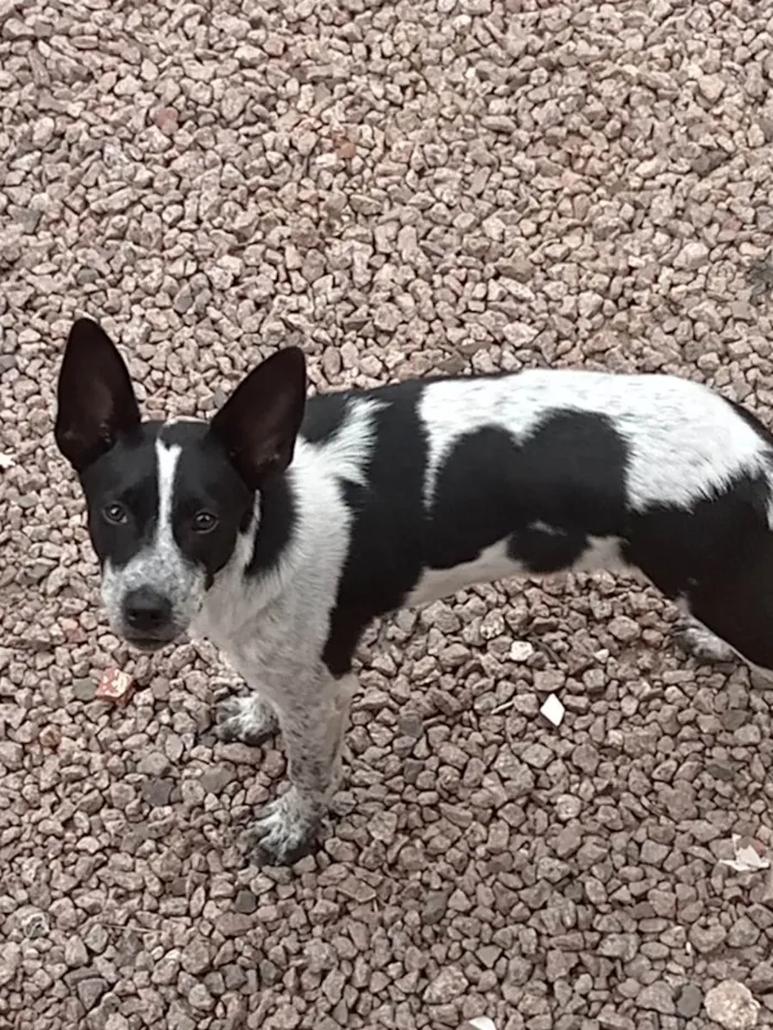 Cachorro ra a Vira lata idade 7 a 11 meses nome Duque