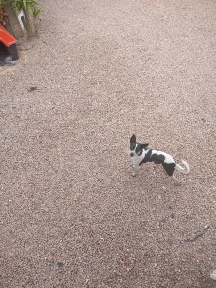 Cachorro ra a Vira lata idade 7 a 11 meses nome Duque