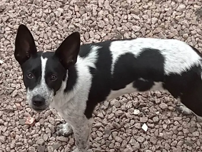 Cachorro ra a Vira lata idade 7 a 11 meses nome Duque