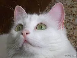Gato raça SRD-ViraLata idade Abaixo de 2 meses nome gina