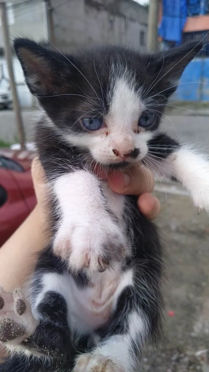 Gato ra a SRD-ViraLata idade Abaixo de 2 meses nome não tem