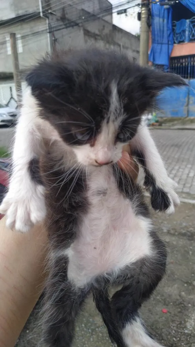 Gato ra a SRD-ViraLata idade Abaixo de 2 meses nome não tem