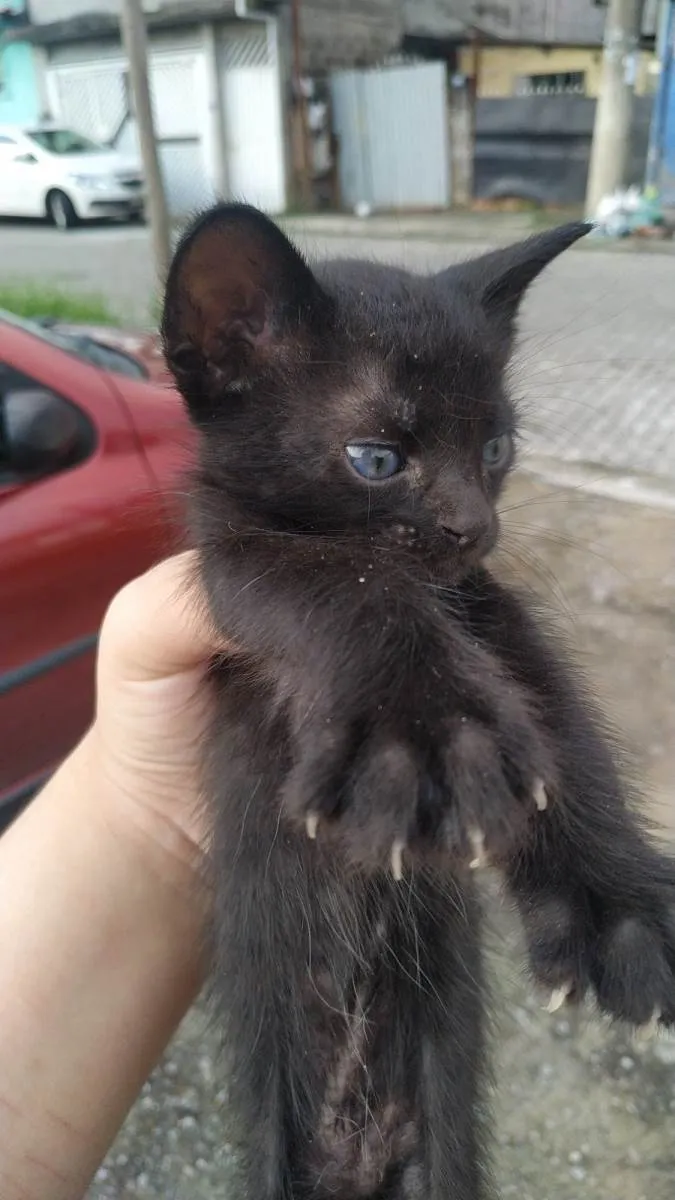 Gato ra a SRD-ViraLata idade Abaixo de 2 meses nome não tem