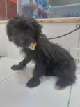 Luli
