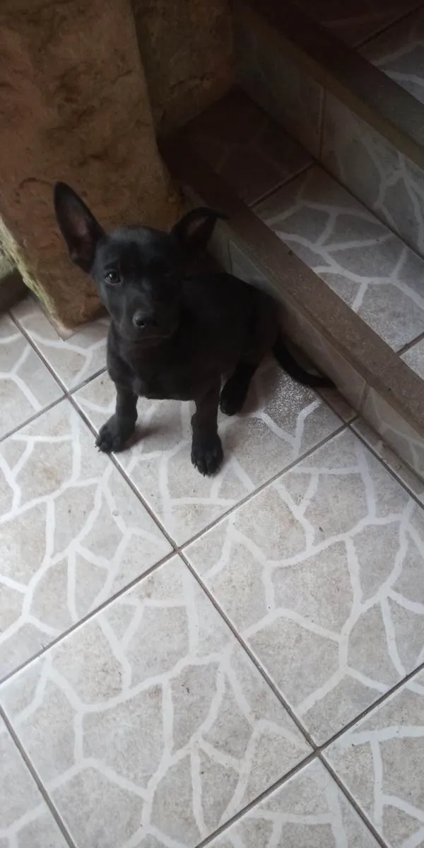 Cachorro ra a SRD-ViraLata idade 2 a 6 meses nome Xaropinho