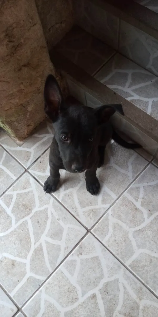 Cachorro ra a SRD-ViraLata idade 2 a 6 meses nome Xaropinho