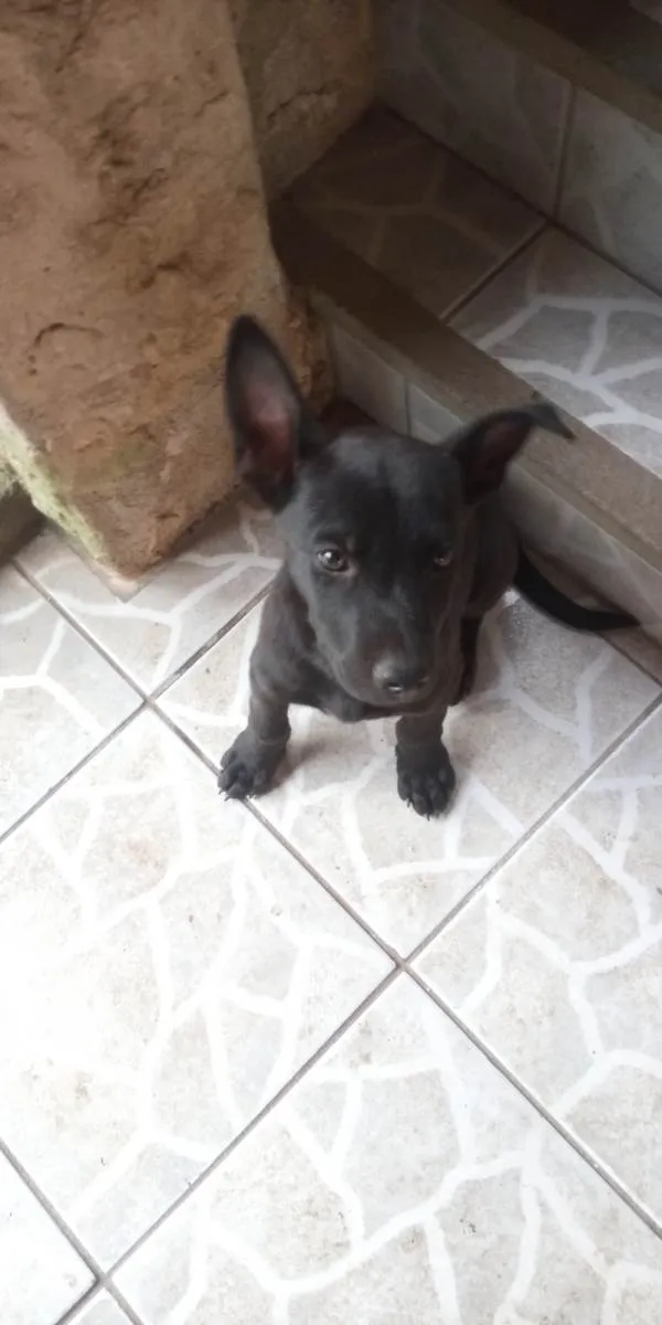 Cachorro ra a SRD-ViraLata idade 2 a 6 meses nome Xaropinho