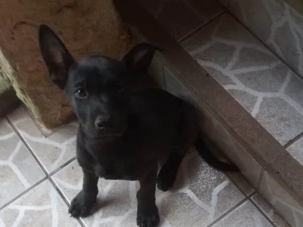 Cachorro ra a SRD-ViraLata idade 2 a 6 meses nome Xaropinho