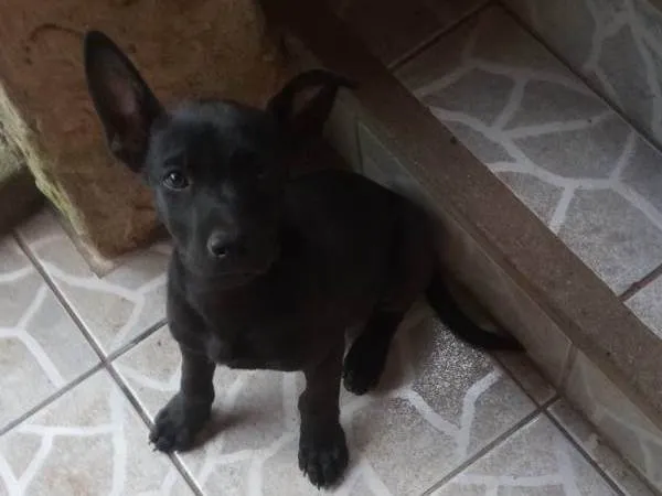 Cachorro ra a SRD-ViraLata idade 2 a 6 meses nome Xaropinho