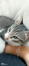 Denji