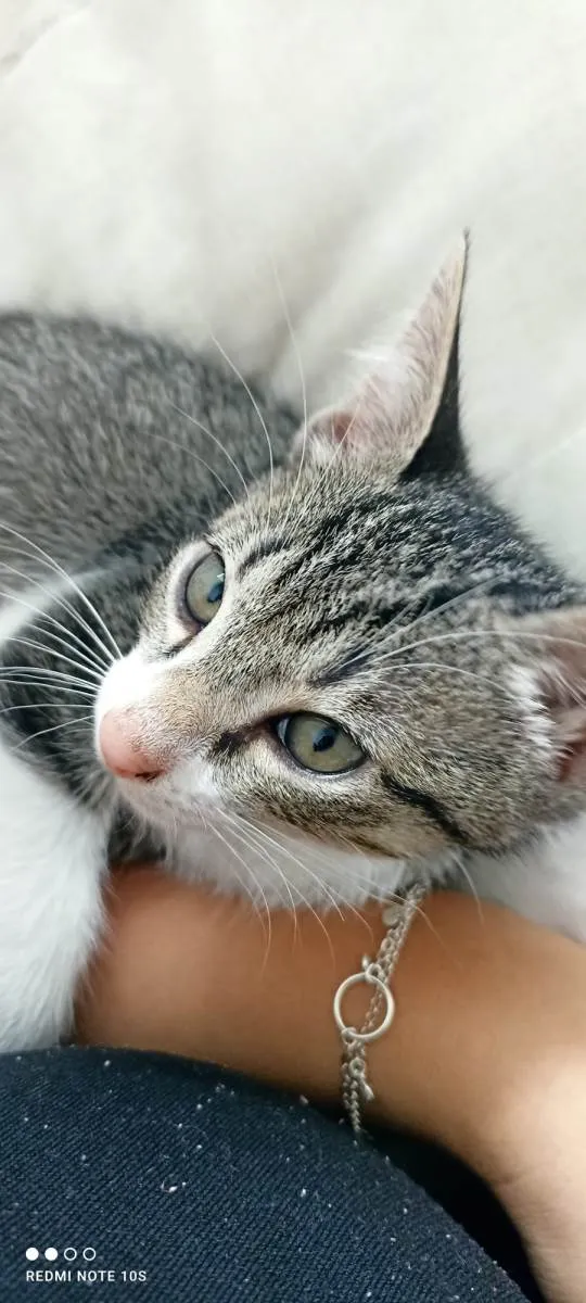 Gato ra a SRD-ViraLata idade 2 a 6 meses nome Denji