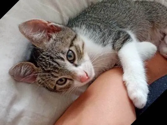 Gato ra a SRD-ViraLata idade 2 a 6 meses nome Denji