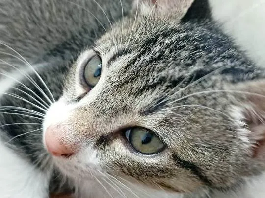 Gato ra a SRD-ViraLata idade 2 a 6 meses nome Denji