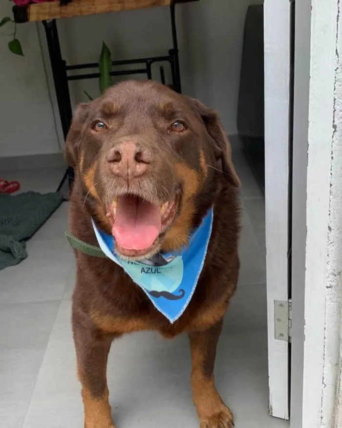 Cachorro ra a Rotvaiker com golden  idade 1 ano nome Não sei 