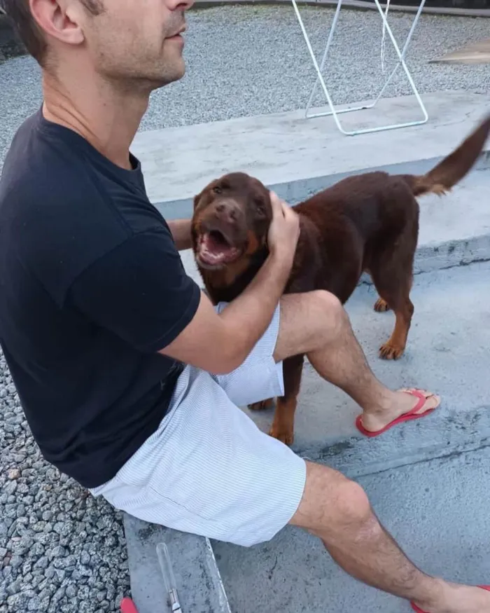 Cachorro ra a Rotvaiker com golden  idade 1 ano nome Não sei 