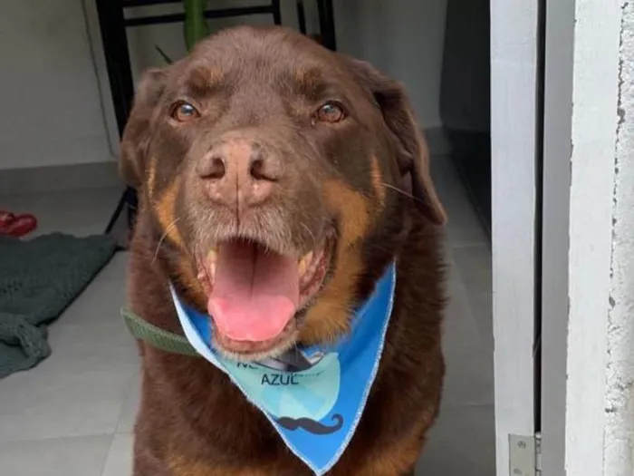 Cachorro ra a Rotvaiker com golden  idade 1 ano nome Não sei 