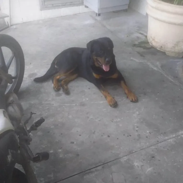 Cachorro ra a Rottweiler idade 3 anos nome Shell