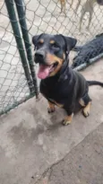 Bela 
