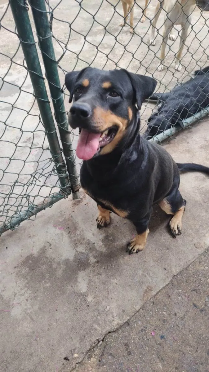 Cachorro ra a Rottweiler idade 1 ano nome Bela 