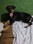 Bela 