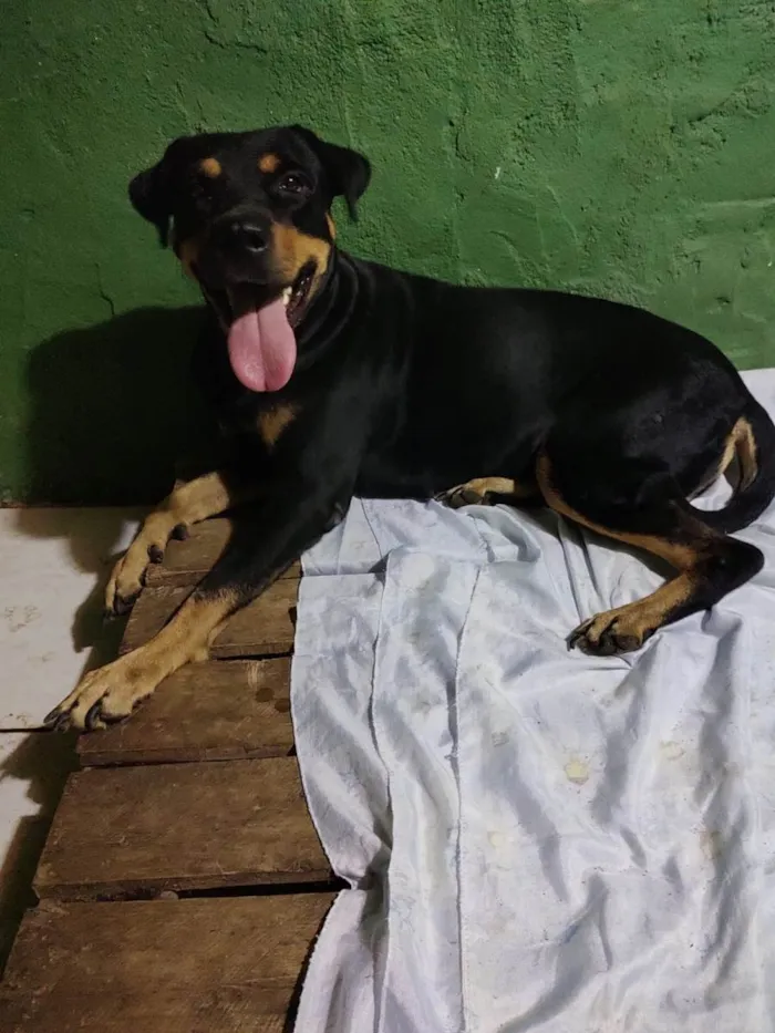 Cachorro ra a Rottweiler idade 1 ano nome Bela 