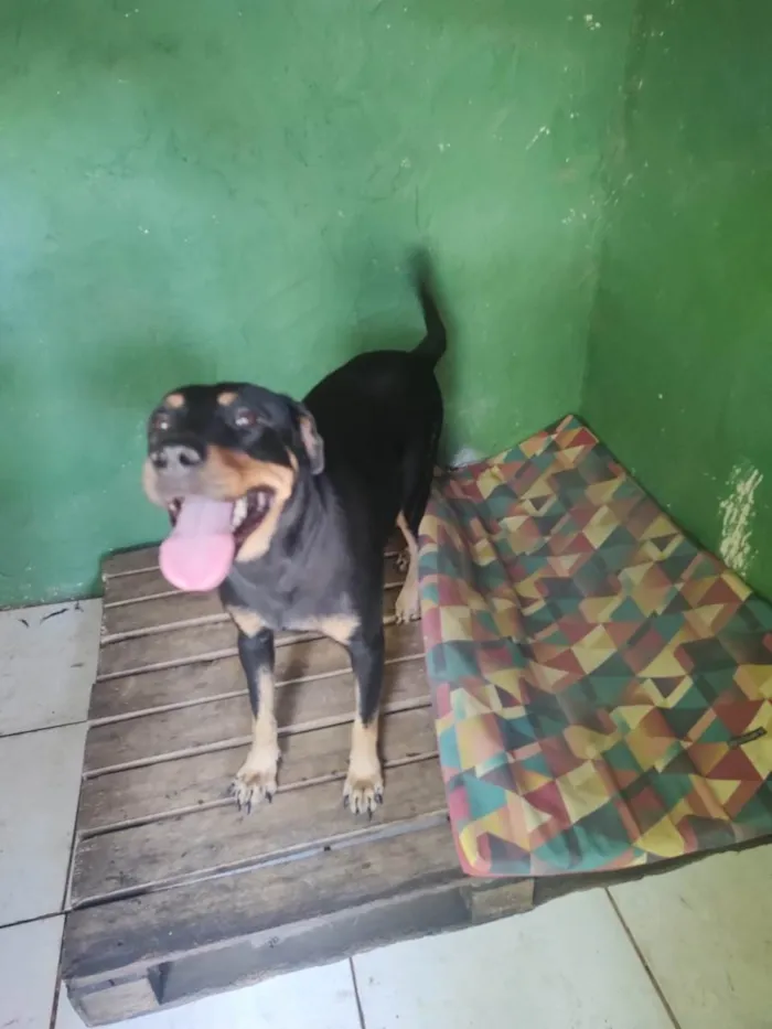 Cachorro ra a Rottweiler idade 1 ano nome Bela 
