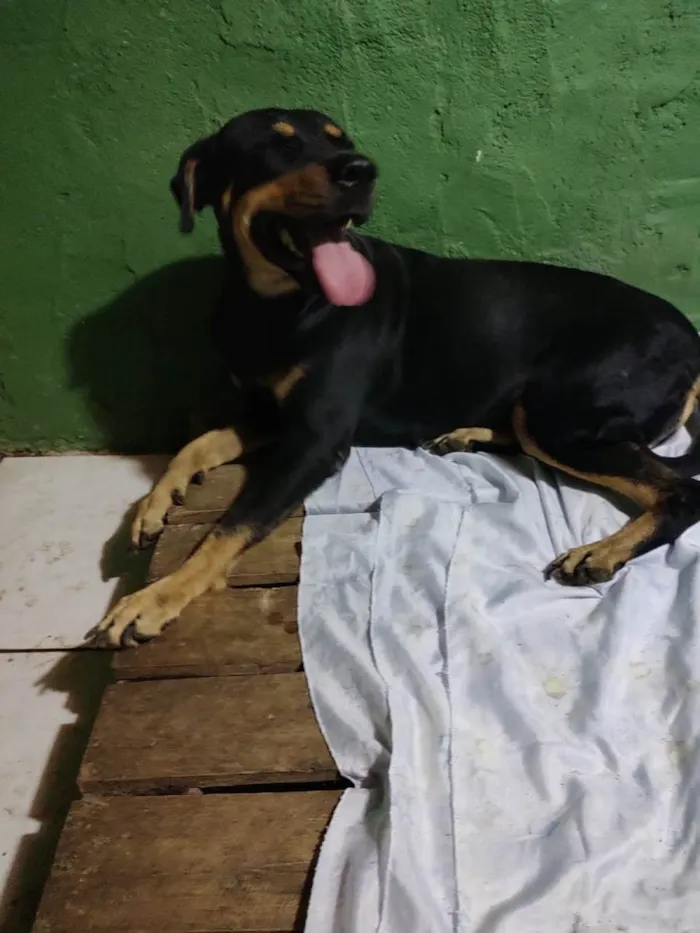 Cachorro ra a Rottweiler idade 1 ano nome Bela 