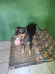 Bela 