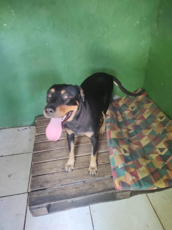 Cachorro ra a Rottweiler idade 1 ano nome Bela 