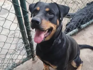 Cachorro raça Rottweiler idade 1 ano nome Bela 