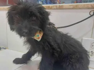 Cachorro raça SRD-ViraLata idade 2 a 6 meses nome Luli