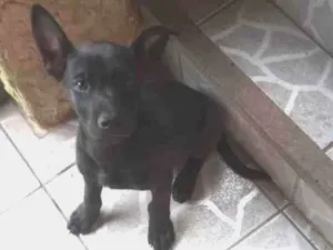 Cachorro raça SRD-ViraLata idade 2 a 6 meses nome Xaropinho