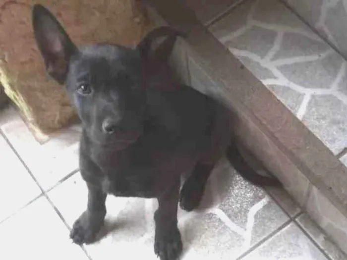 Cachorro ra a SRD-ViraLata idade 2 a 6 meses nome Xaropinho