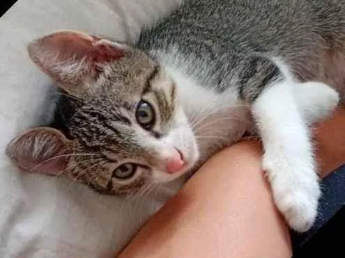 Gato ra a SRD-ViraLata idade 2 a 6 meses nome Denji