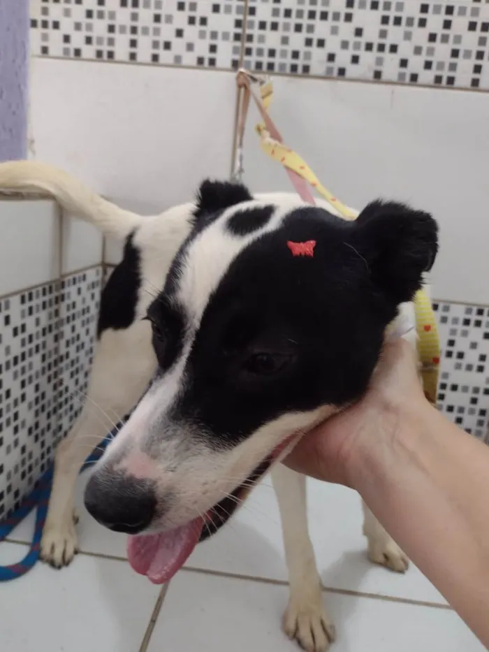 Cachorro ra a SRD-ViraLata idade 7 a 11 meses nome Jane