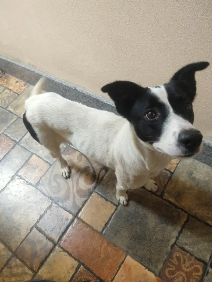 Cachorro ra a SRD-ViraLata idade 7 a 11 meses nome Jane