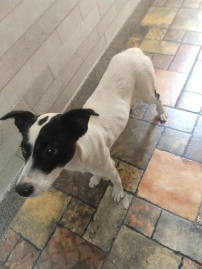 Cachorro ra a SRD-ViraLata idade 7 a 11 meses nome Jane