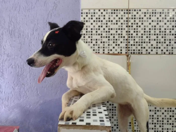 Cachorro ra a SRD-ViraLata idade 7 a 11 meses nome Jane