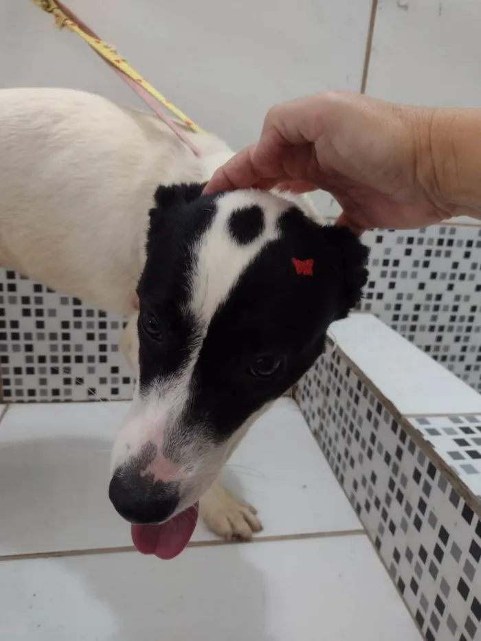 Cachorro ra a SRD-ViraLata idade 7 a 11 meses nome Jane