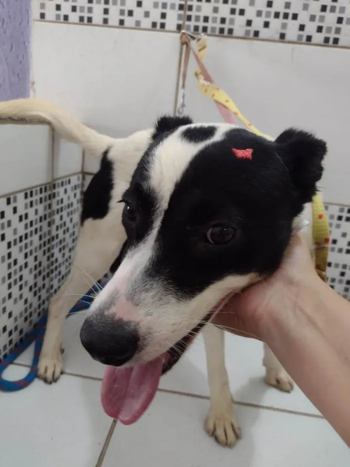 Cachorro ra a SRD-ViraLata idade 7 a 11 meses nome Jane