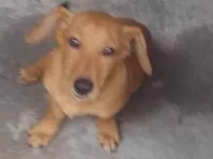 Cachorro raça SRD-ViraLata idade 7 a 11 meses nome Nacho