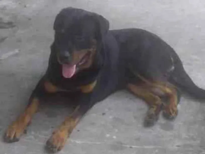 Cachorro ra a Rottweiler idade 3 anos nome Shell
