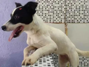 Cachorro raça SRD-ViraLata idade 7 a 11 meses nome Jane