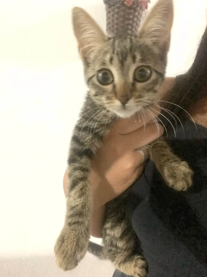 Gato raça SRD-ViraLata idade 2 a 6 meses nome Giovana